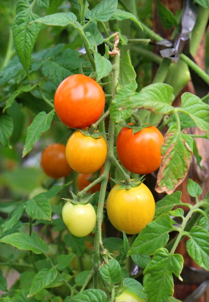 -red-tomatoes-in-a-garden